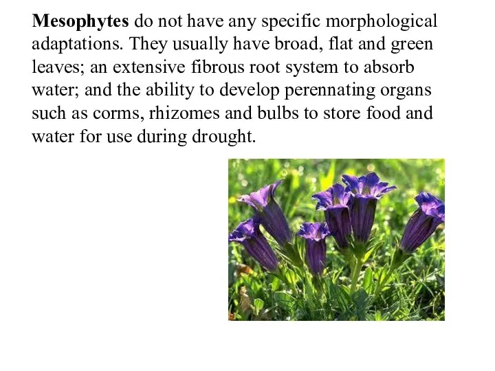 Mesophytes do not have any specific morphological adaptations. They usually have