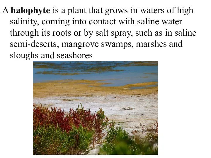 A halophyte is a plant that grows in waters of high