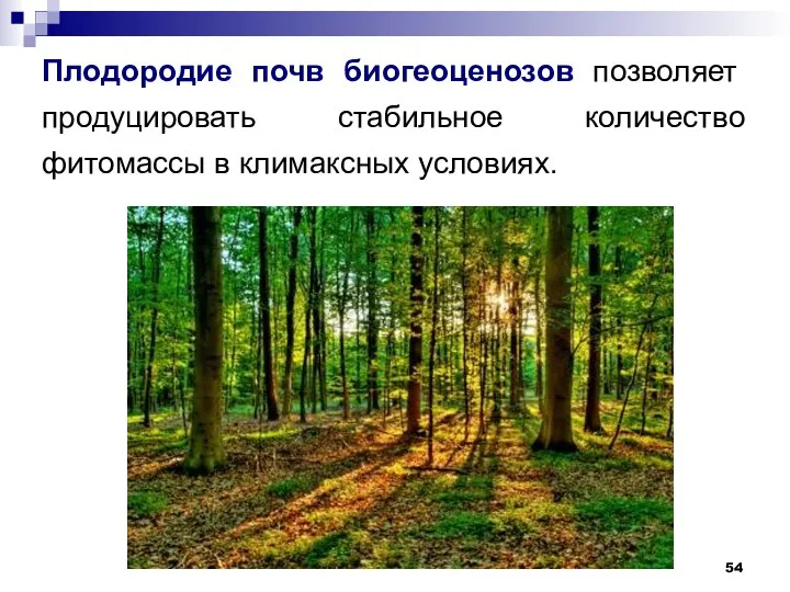 Плодородие почв биогеоценозов позволяет продуцировать стабильное количество фитомассы в климаксных условиях.