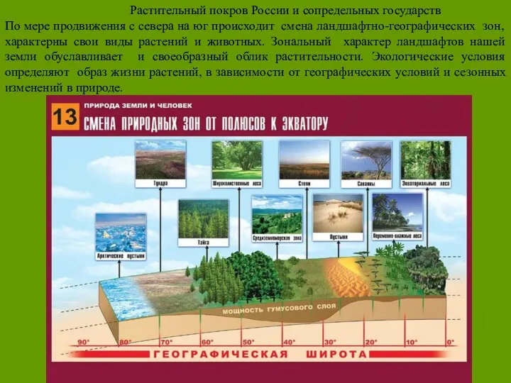 Растительный покров России и сопредельных государств По мере продвижения с севера