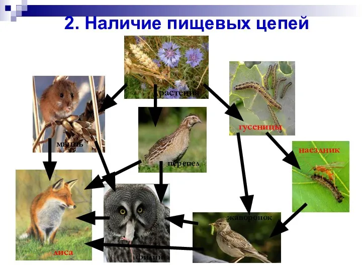 2. Наличие пищевых цепей жаворонок филин перепел наездник гусеницы лиса растения мышь