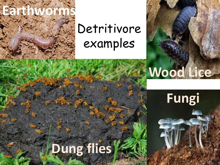 Detritivore examples Dung flies Wood Lice Fungi Earthworms