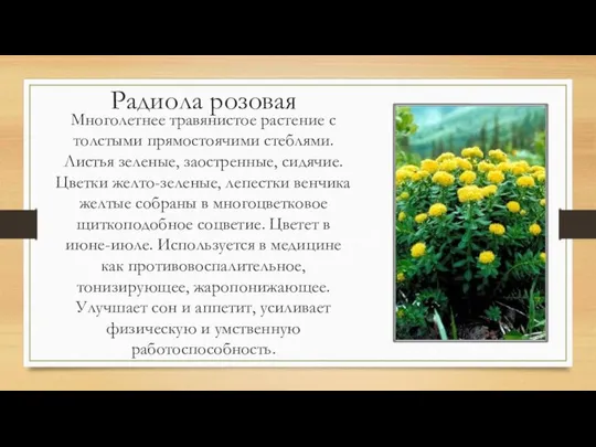 Радиола розовая Многолетнее травянистое растение с толстыми прямостоячими стеблями. Листья зеленые,