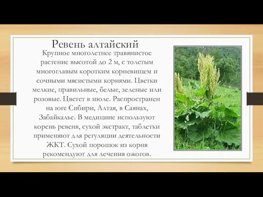 Ревень алтайский Крупное многолетнее травянистое растение высотой до 2 м, с