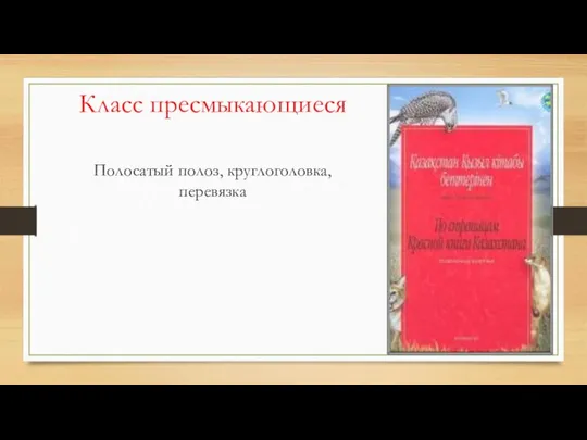 Класс пресмыкающиеся Полосатый полоз, круглоголовка, перевязка