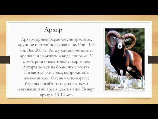 Архар Архар-горный баран-очень красивое,крупное и стройное животное. Рост-125 см. Вес 200