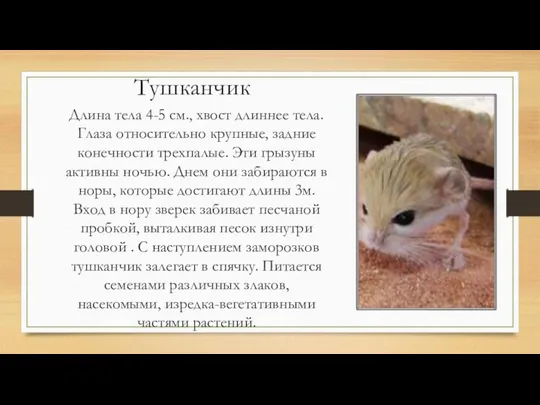 Тушканчик Длина тела 4-5 см., хвост длиннее тела. Глаза относительно крупные,