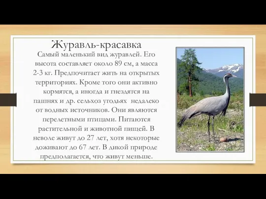 Журавль-красавка Самый маленький вид журавлей. Его высота составляет около 89 см,