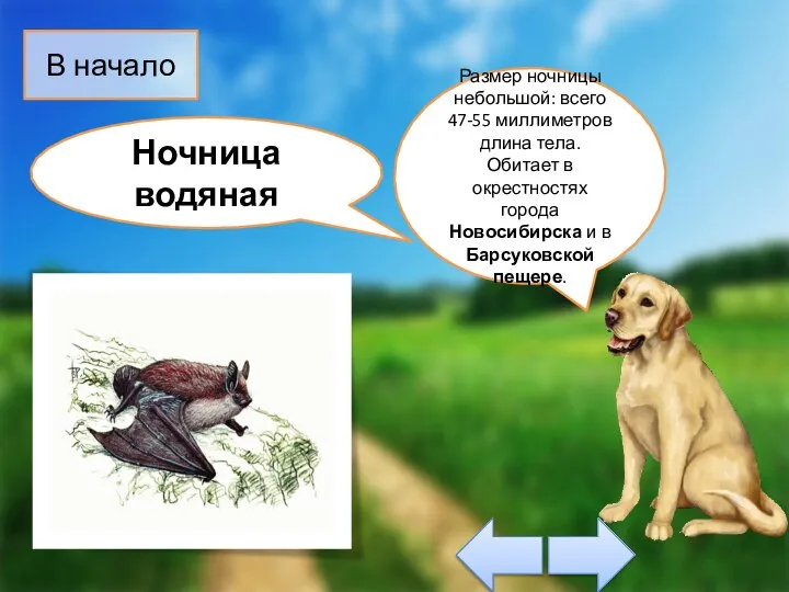 Размер ночницы небольшой: всего 47-55 миллиметров длина тела. Обитает в окрестностях