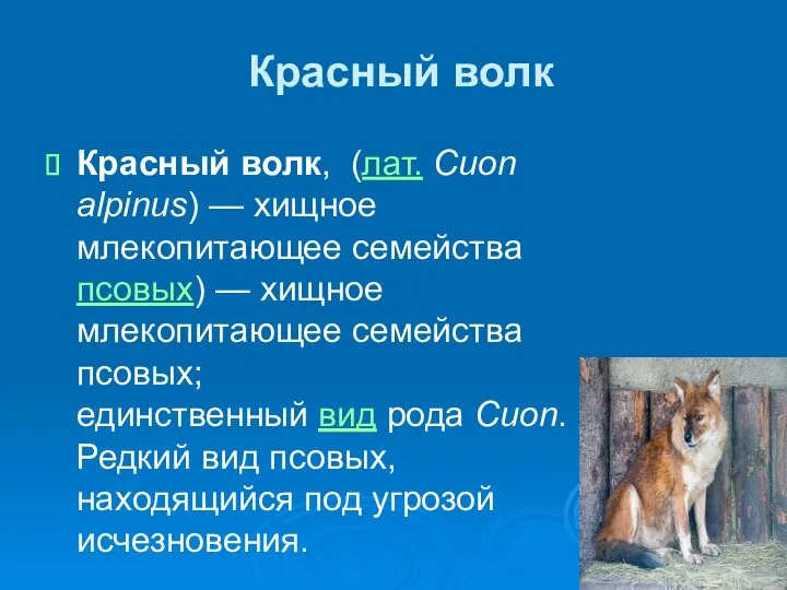 Красный волк Красный волк, (лат. Cuon alpinus) — хищное млекопитающее семейства