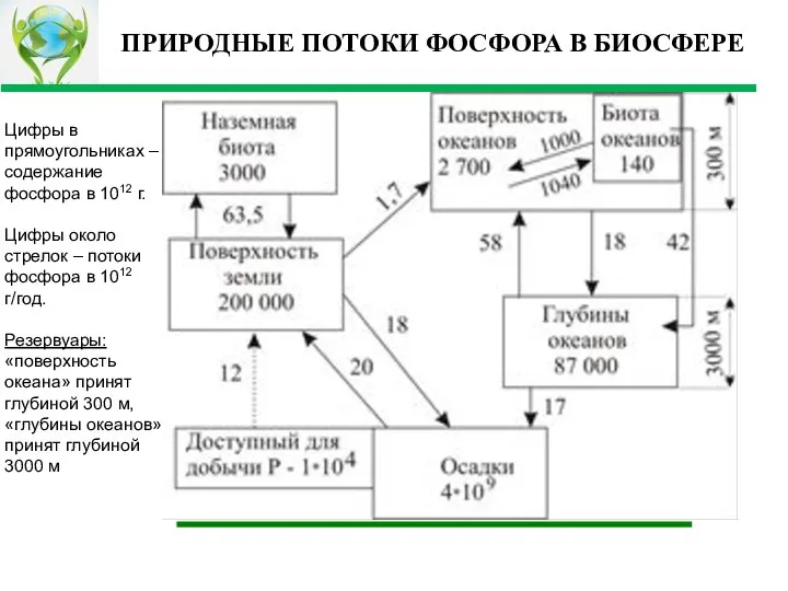 ПРИРОДНЫЕ ПОТОКИ ФОСФОРА В БИОСФЕРЕ Цифры в прямоугольниках – содержание фосфора