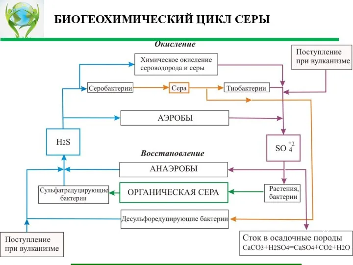 БИОГЕОХИМИЧЕСКИЙ ЦИКЛ СЕРЫ