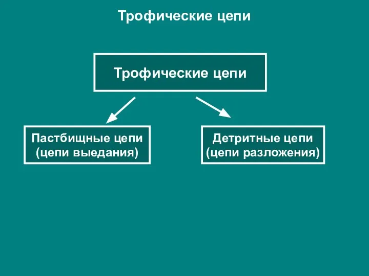 Трофические цепи Трофические цепи Пастбищные цепи (цепи выедания) Детритные цепи (цепи разложения)