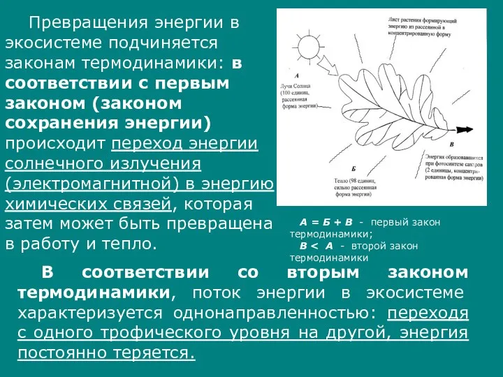 Превращения энергии в экосистеме подчиняется законам термодинамики: в соответствии с первым