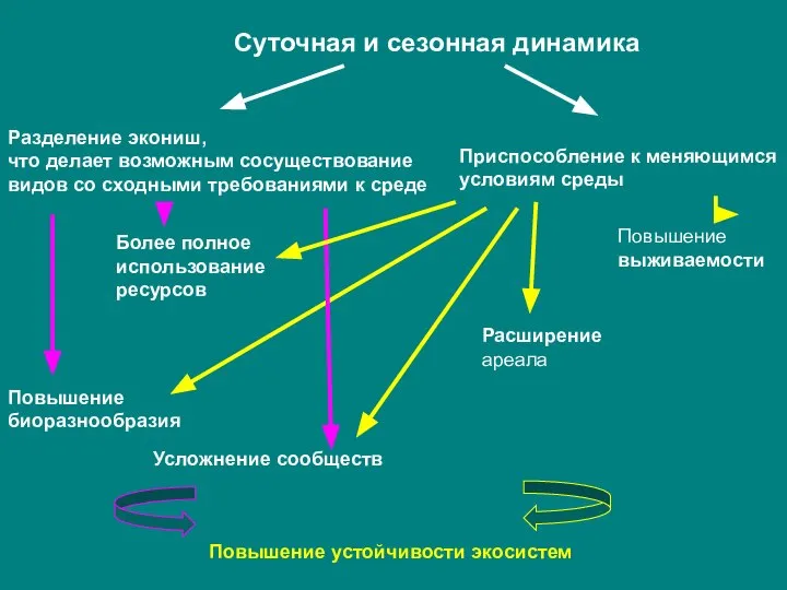 Суточная и сезонная динамика Разделение экониш, что делает возможным сосуществование видов