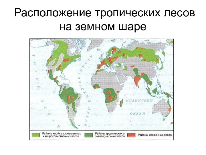 Расположение тропических лесов на земном шаре