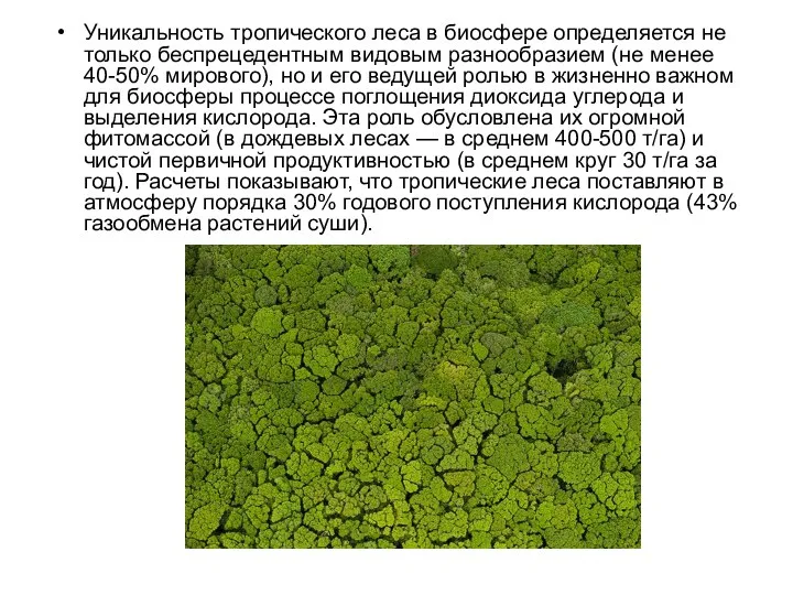 Уникальность тропического леса в биосфере определяется не только беспрецедентным видовым разнообразием