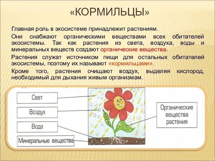 «КОРМИЛЬЦЫ» Главная роль в экосистеме принадлежит растениям. Они снабжают органическими веществами