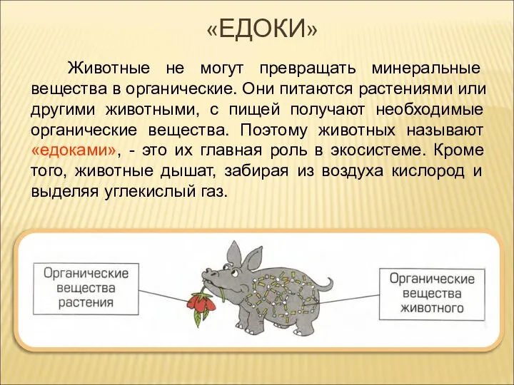 Животные не могут превращать минеральные вещества в органические. Они питаются растениями