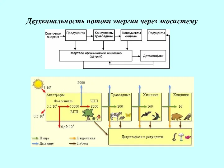 Двухканальность потока энергии через экосистему