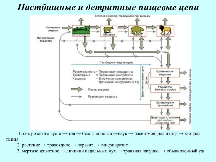 Пастбищные и детритные пищевые цепи 1. сок розового куста → тля