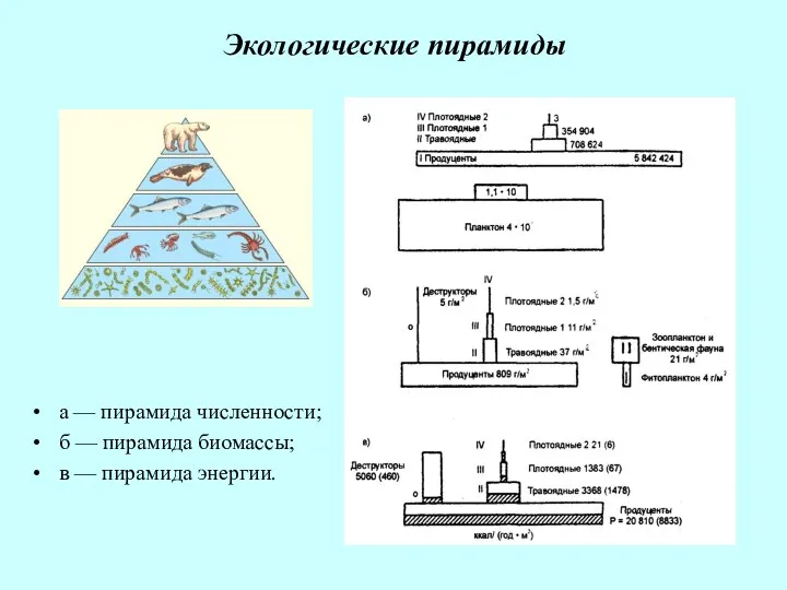 Экологические пирамиды а — пирамида численности; б — пирамида биомассы; в — пирамида энергии.