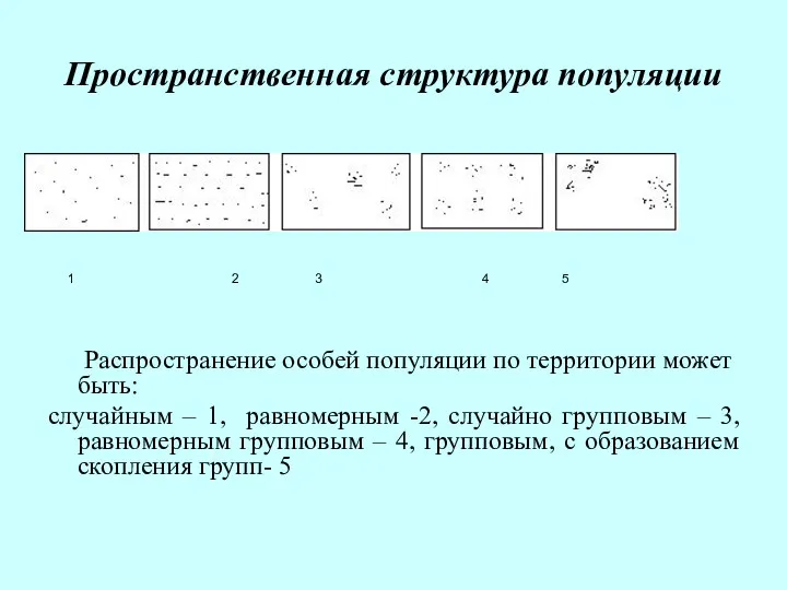 Пространственная структура популяции Распространение особей популяции по территории может быть: случайным