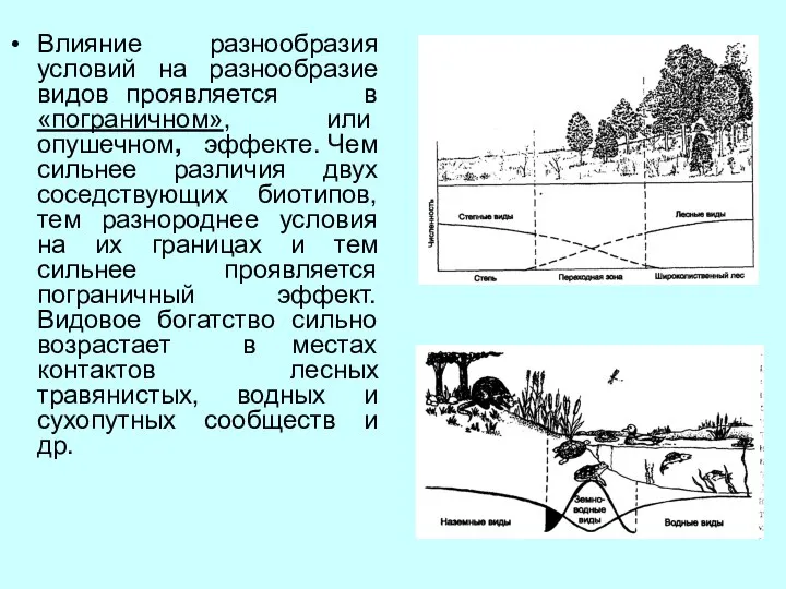 Влияние разнообразия условий на разнообразие видов проявляется в «пограничном», или опушечном,