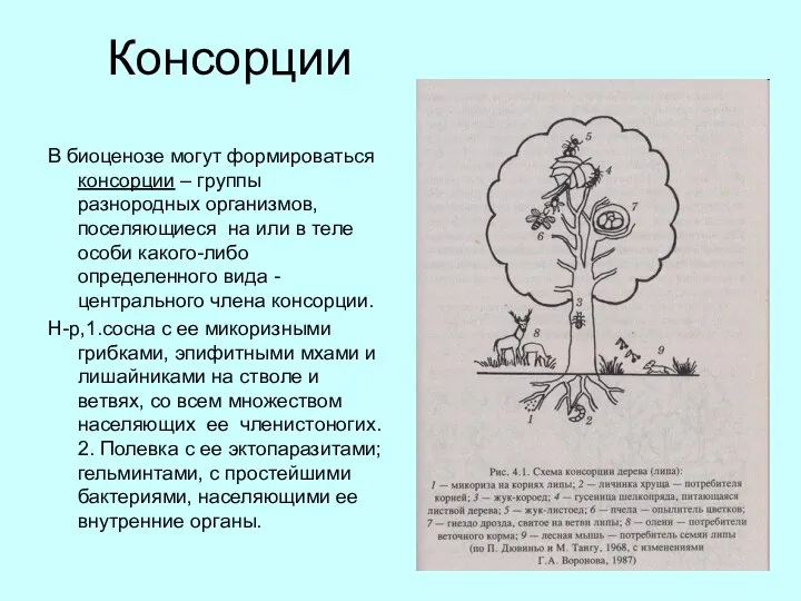 Консорции В биоценозе могут формироваться консорции – группы разнородных организмов, поселяющиеся