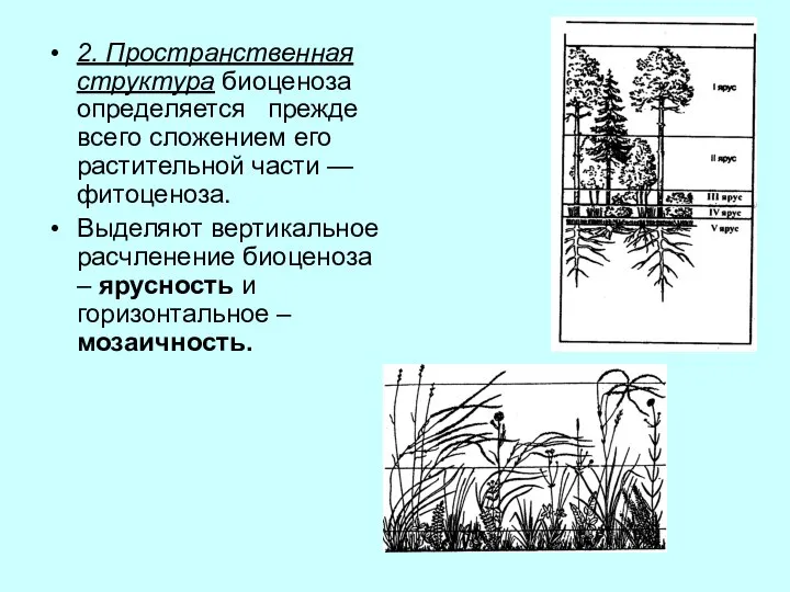 2. Пространственная структура биоценоза определяется прежде всего сложением его растительной части