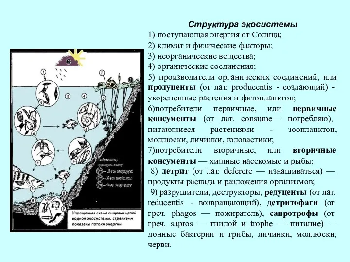 Структура экосистемы 1) поступающая энергия от Солнца; 2) климат и физические