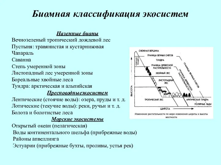 Биомная классификация экосистем Наземные биомы Вечнозеленый тропический дождевой лес Пустыня: травянистая