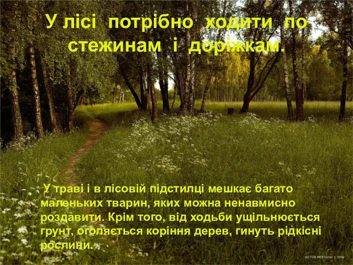 У лісі потрібно ходити по стежинам і доріжкам. У траві і