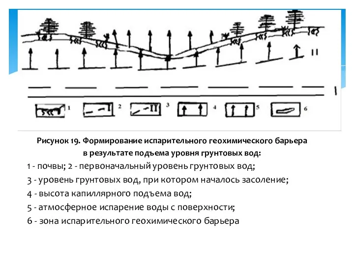 Рисунок 19. Формирование испарительного геохимического барьера в результате подъема уровня грунтовых