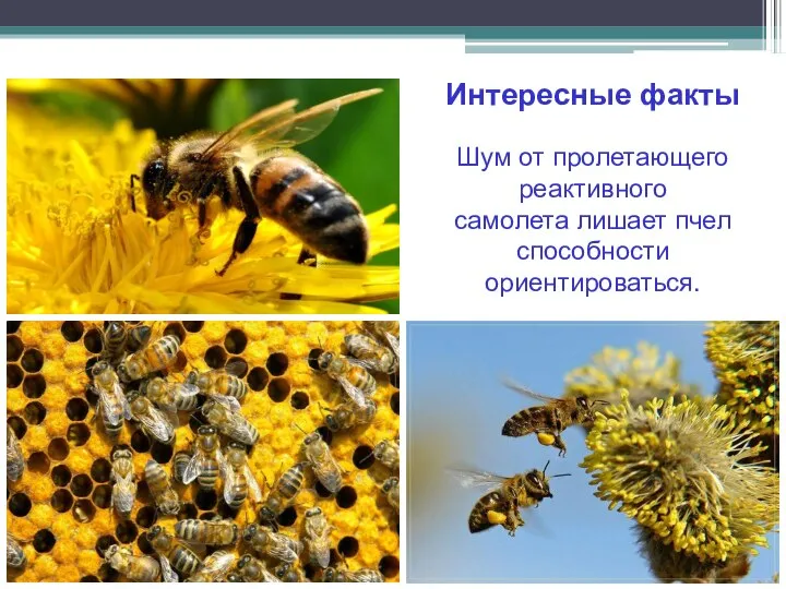 Шум от пролетающего реактивного самолета лишает пчел способности ориентироваться. Интересные факты