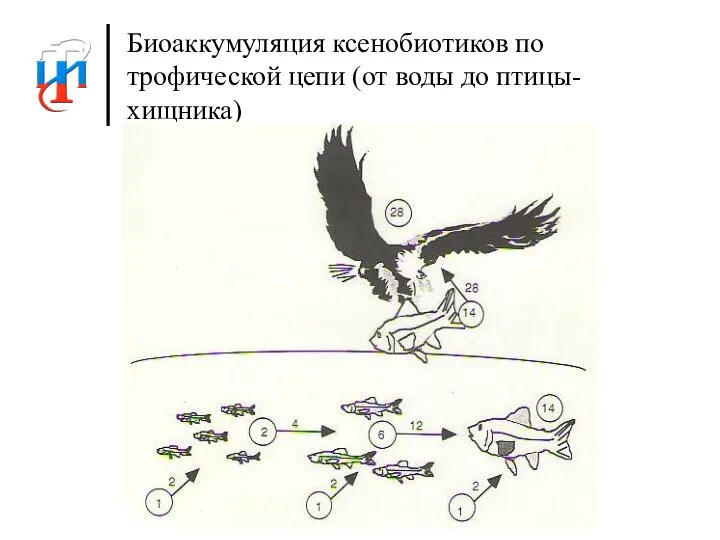 Биоаккумуляция ксенобиотиков по трофической цепи (от воды до птицы-хищника)