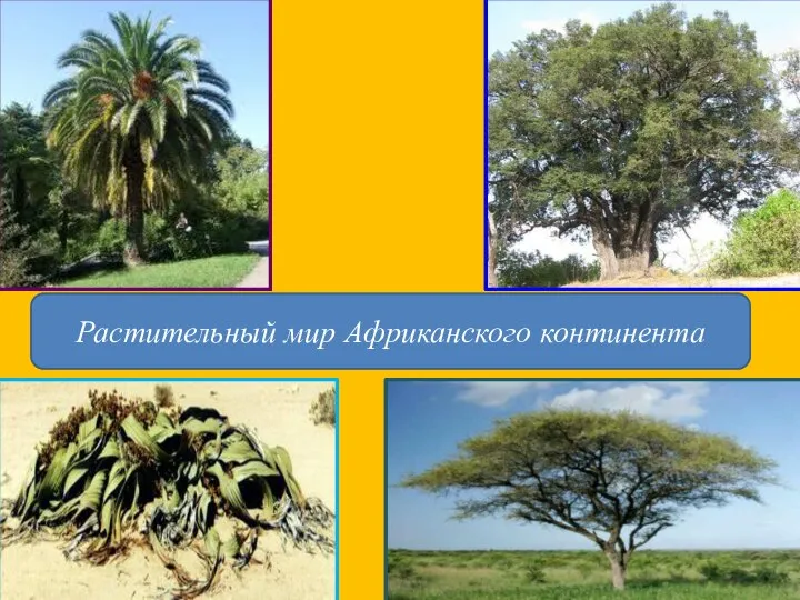 Растительный мир Африканского континента