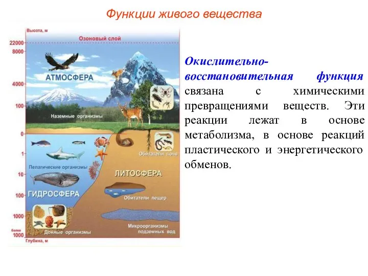 Функции живого вещества Окислительно-восстановительная функция связана с химическими превращениями веществ. Эти