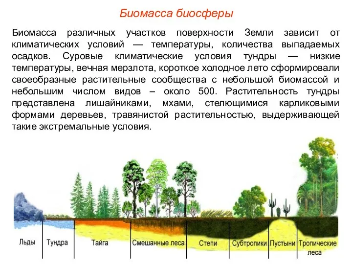 Биомасса биосферы Биомасса различных участков поверхности Земли зависит от климатических условий