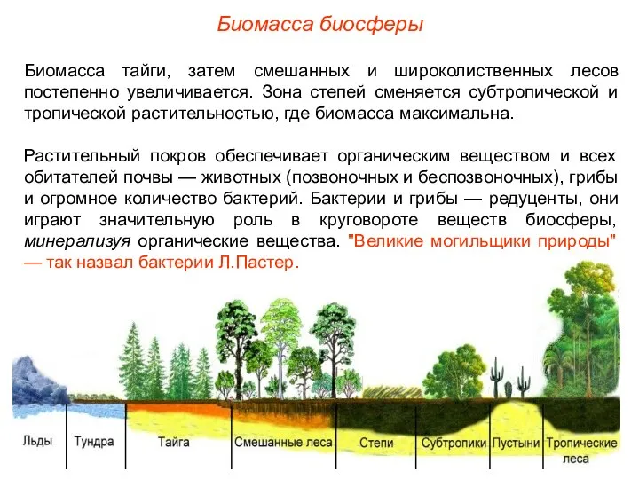 Биомасса биосферы Биомасса тайги, затем смешанных и широколиственных лесов постепенно увеличивается.