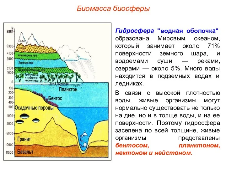 Биомасса биосферы Гидросфера "водная оболочка" образована Мировым океаном, который занимает около