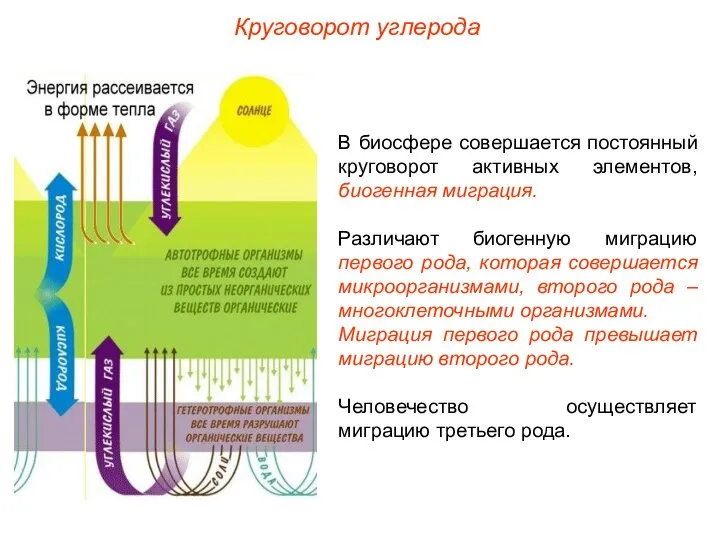 В биосфере совершается постоянный круговорот активных элементов, биогенная миграция. Различают биогенную