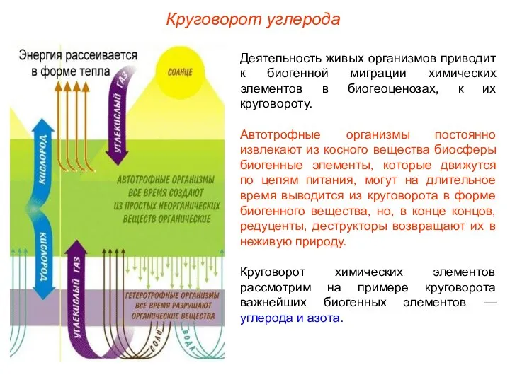 Деятельность живых организмов приводит к биогенной миграции химических элементов в биогеоценозах,