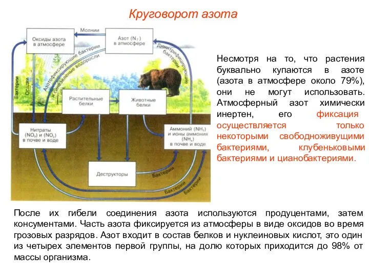 Несмотря на то, что растения буквально купаются в азоте (азота в