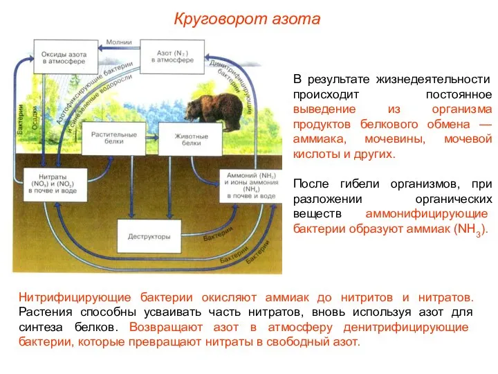 В результате жизнедеятельности происходит постоянное выведение из организма продуктов белкового обмена