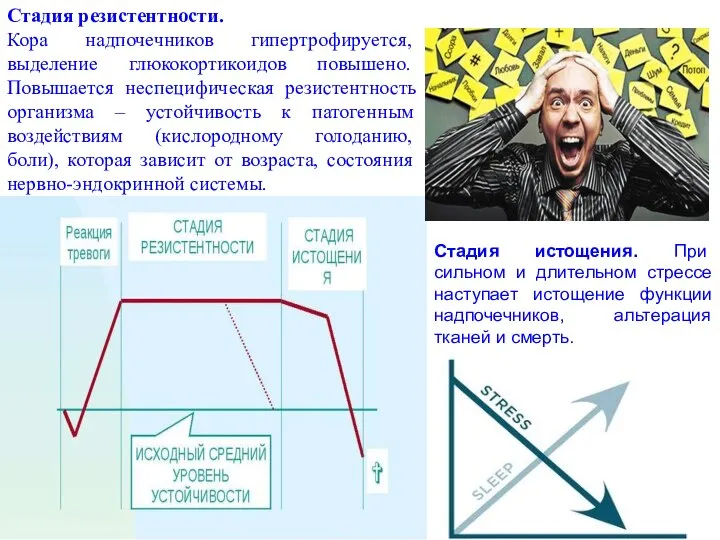 Стадия резистентности. Кора надпочечников гипертрофируется, выделение глюкокортикоидов повышено. Повышается неспецифическая резистентность