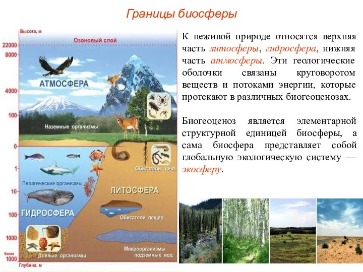 Границы биосферы К неживой природе относятся верхняя часть литосферы, гидросфера, нижняя