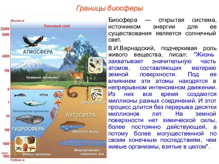 Границы биосферы Биосфера — открытая система, источником энергии для ее существования