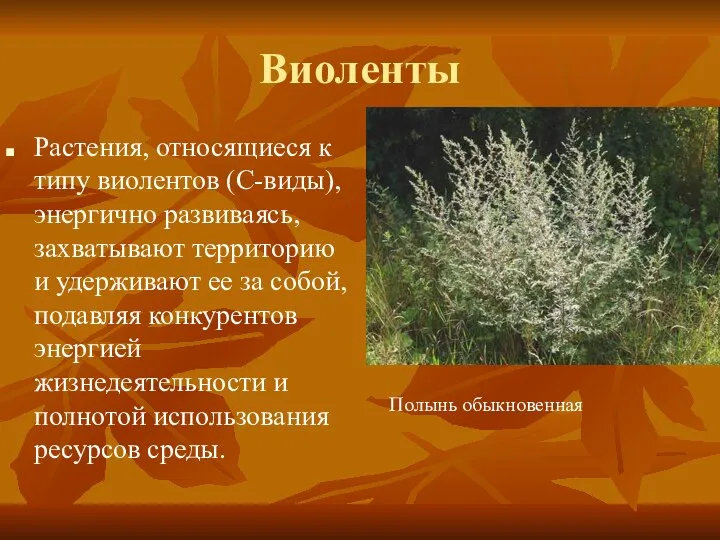 Виоленты Растения, относящиеся к типу виолентов (C-виды), энергично развиваясь, захватывают территорию