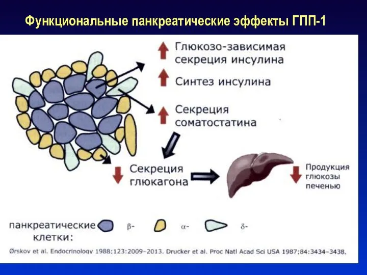 Функциональные панкреатические эффекты ГПП-1